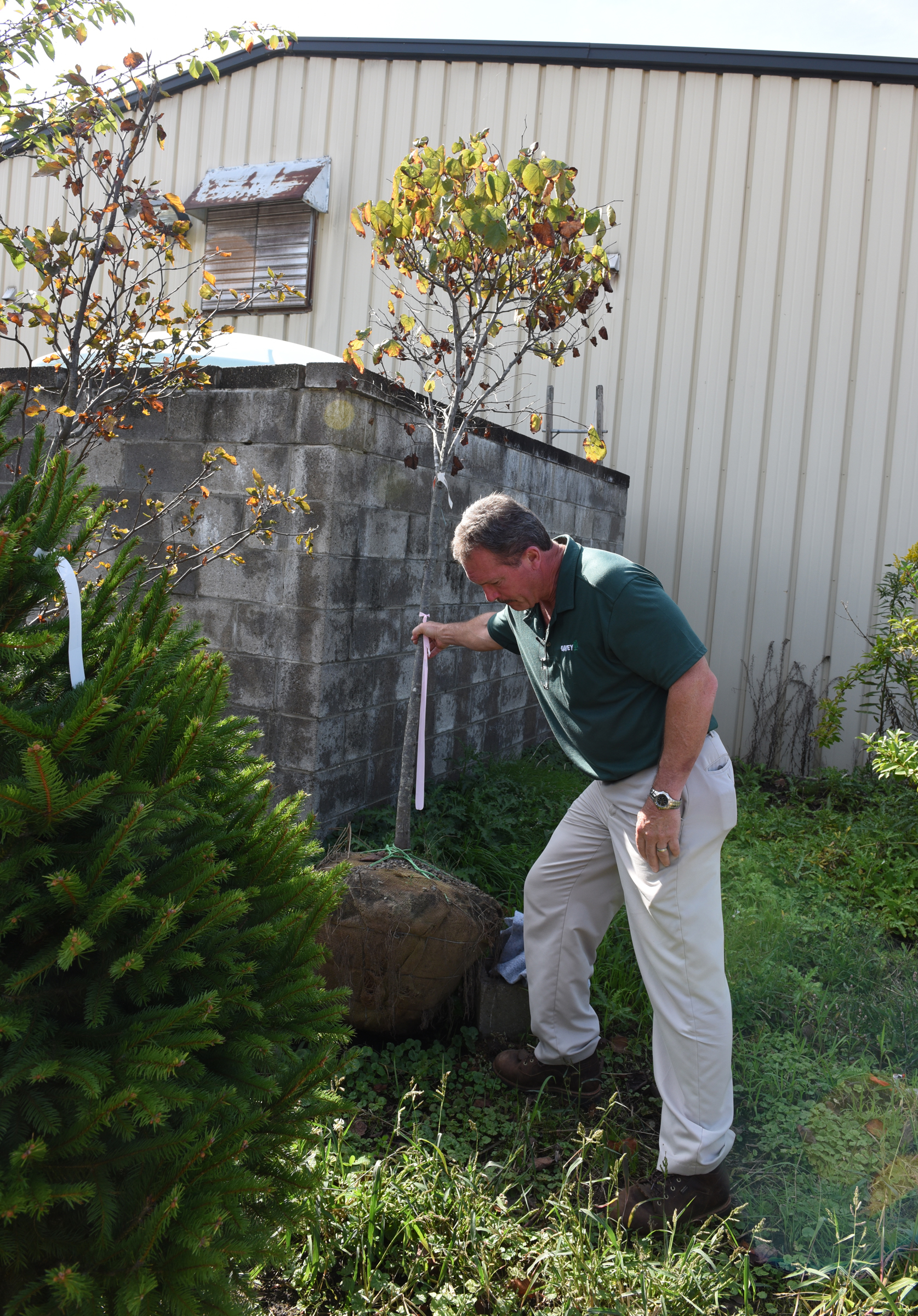 Dick Till is assistant district manager South Pittsburgh for the Davey Tree Expert Company. The ISA certified arborist looks over the root ball of a tree ready to be planted.