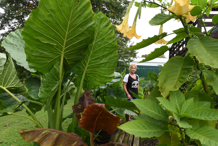haron Schwartz of Penn Township, Butler County grows huge elephant ears and brugmansia plants. Both are tender and need to be stored indoor for the winter. 'Thai Giant' and Borneo Giant' elephant ears dwarf her in the backyard.