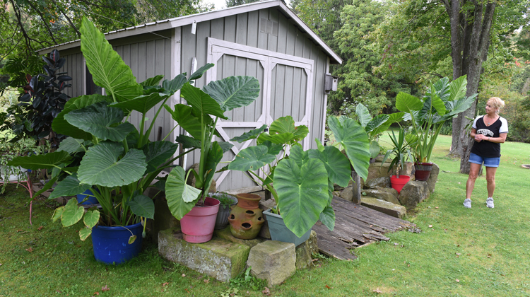 Sharon Schwartz of Penn Township, Butler County grows huge elephant ears and brugmansia plants. Both are tender and need to be stored indoor for the winter. She's running our of room and has containers all over the backyard.