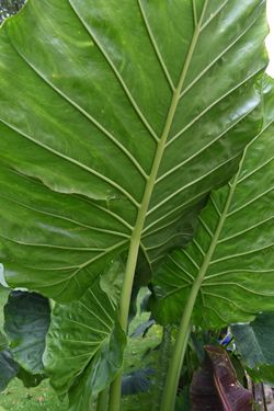 Sharon Schwartz of Penn Township, Butler County grows huge elephant ears and brugmansia plants. Both are tender and need to be stored indoor for the winter. These elephant ears grow tall and wide.