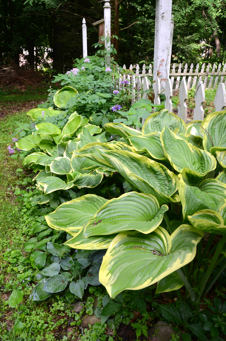 Hostas are shade loving perennials that come in many colors and sizes. These varieties are all large leaf hostas. Fall planting will make spring so much better.