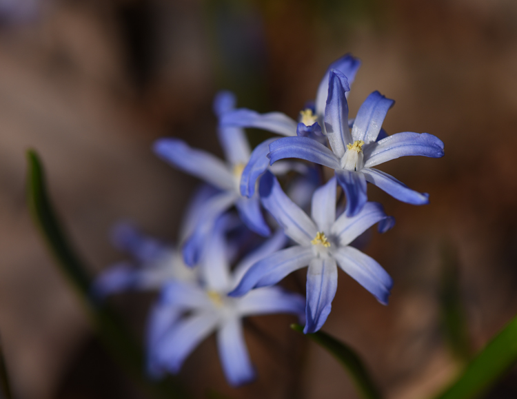 Chionodoxa or Glory of Snow have pretty blue flowers in the early spring and will form a colony in just a few years. Fall planting will make spring so much better.