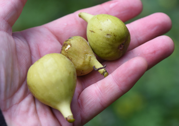 I only harvested three figs (so far) this season, but it's better than none. Photos by Doug Oster