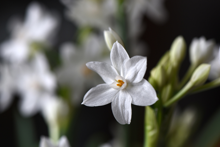 Paperwhites are beautiful and fragrant although not everyone loves their aroma. Indoor bulbs get us through the winter.