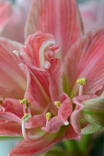 'Sweet Nymph' is one of a series of amyaryllis that share the 'Nymph' name. They are double flowers in a variety of colors. Indoor bulbs get us through the winter.