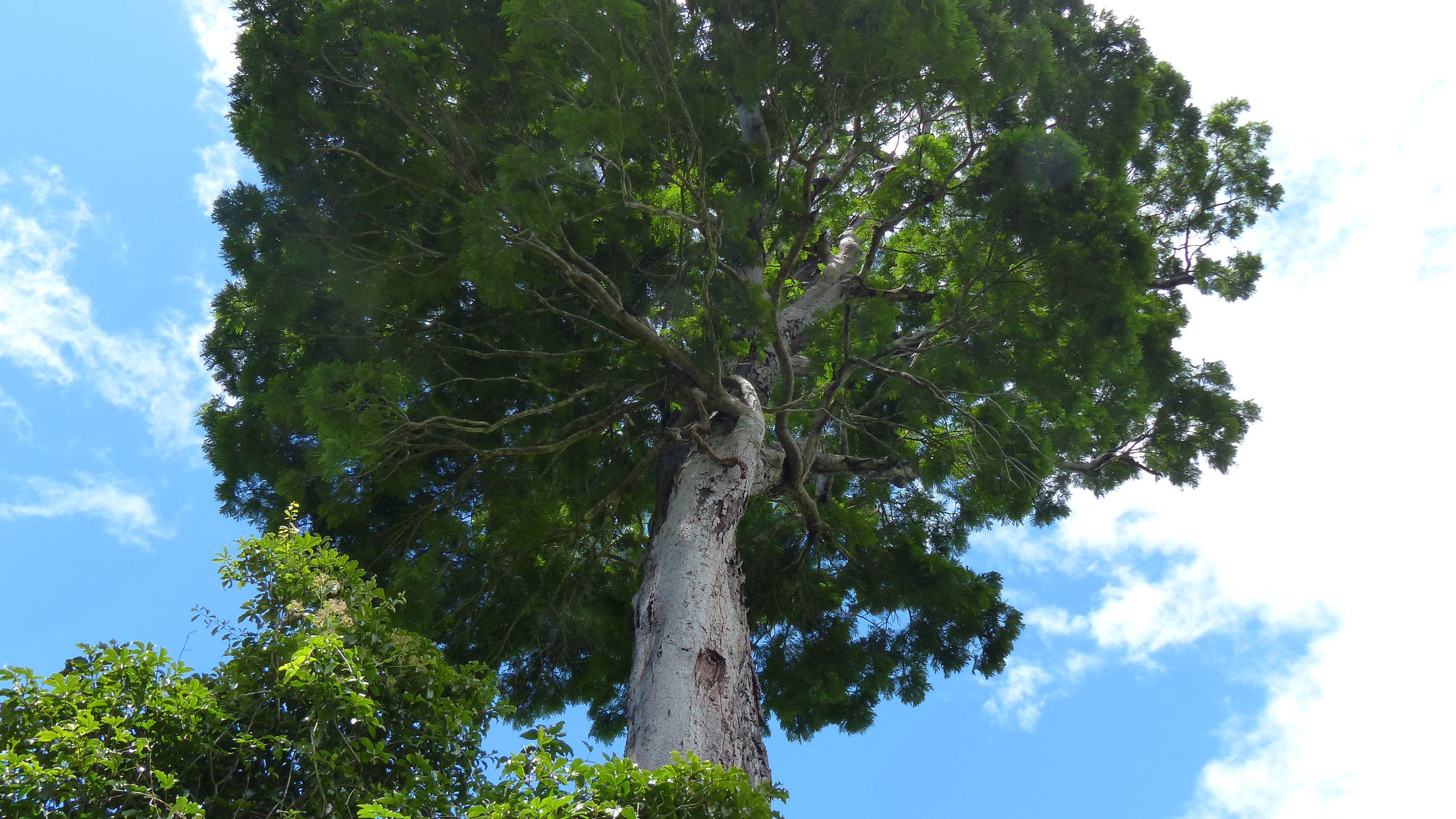 The specimen tree of Dinizia jueirana-facao from which the collection designated as the type was prepared (Photo © G.P. Lewis) This new tree is rare, with only 25 known in the world.