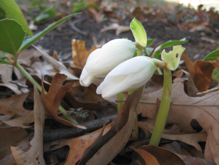 Hellebore blooms emerging in the December garden. Try a nature cleanse. Photo by Kathy Jentz