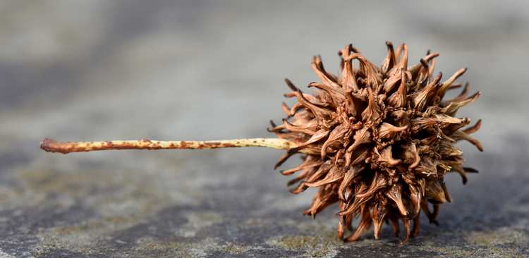 Sweetgum trees produce lots of seed heads, it's one reason Phil Gruszka of the Pittsburgh Parks Conservancy loves the them. The seeds provide food for the birds. As long as the tree is sited correctly, the seed pods shouldn't be a problem.