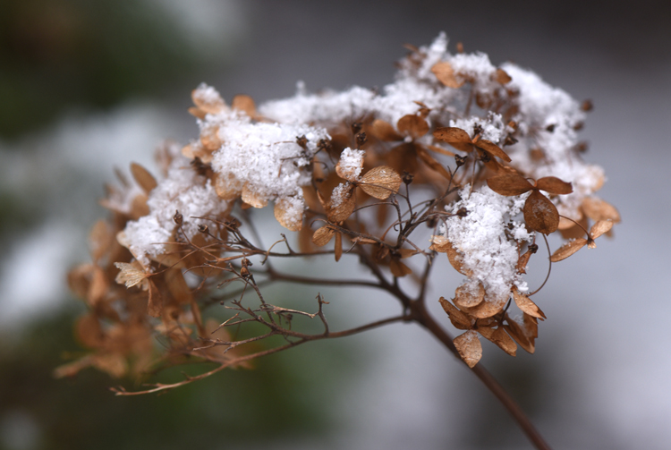 Hydrangea 'Invincibelle Spirit' is one of the varieties which has nice winter interest.