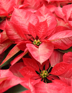 One way to tell if a poinsettia is fresh and will be long lasting is to look at the flowers in the center of the plant. This poinsettia is perfect as the beads are tight with just a little yellow coloration. It's one of the varieties at Janoski's Farm and Greenhouse in Clinton.
