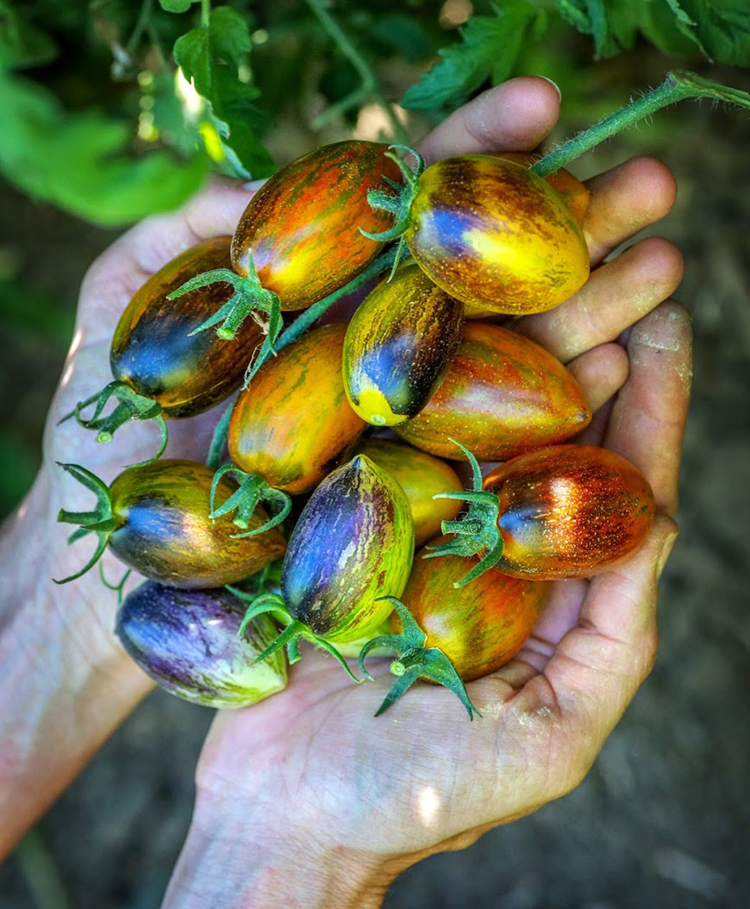 'Atomic Grape' is the tomato on the cover of this year's Baker Creek Heirloom Seeds catalog.