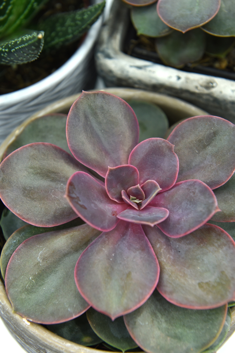 'Purple Pearl' is one of the interesting echeveria cultivars offered by Dmmen Orange.