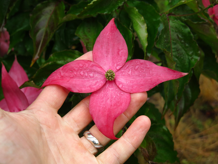 'Scarlet Fire' is a new kousa dogwood introduction bred by Thomas Molnar of Rutgers University.