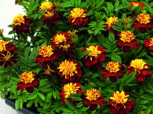 Marigold 'Super Hero Spry' is one of the interesting AAS winners that are new this season.