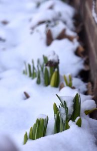 These daffodils are always the first to sprout. They grow in a little strip between a stone sidewalk and the front of the house. Photos by Doug Oster