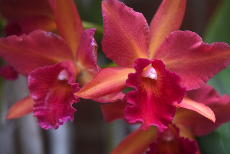 These orchids are in bloom in the greenhouse at Old Economy Village in Ambridge.