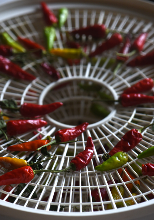 'Super Chili' peppers are AAS winners from 1988. They are great for drying and turning into hot pepper flakes.