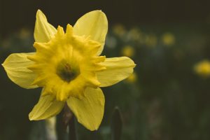 Daffodil Show