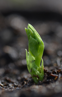 A pea seed sprouts in the early spring after a St.Patrick's Day sowing. Photos by Doug Oster