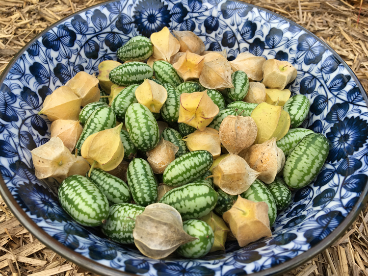 Ground cherries and cucamelons are some of the unusual crops grown by Canadian author and gardening personality Niki Jabbour. She's the author of 'Veggie Garden Remix, 224 New Plants to Shake Up Your Garden and add Variety, Flavor and Fun.' Grow Something Different!