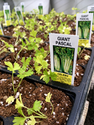 'Giant pascal' celery is one of the special crops Jim Schnur grows for his regular customers at Schnur's Greenhouse in Butler.