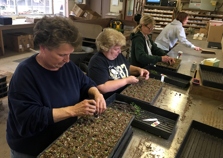 Workers at Schnur's Greenhouse in Butler put up tomato seedling. (Left to right)Mary Ann Schnur, Therese Yenick, Lynne Kovach and Rebecca McConnaughy.
