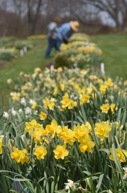 Joseph Hamm's Daffodil Hortus in Washington County is one of the greatest collections of daffodils in the state.