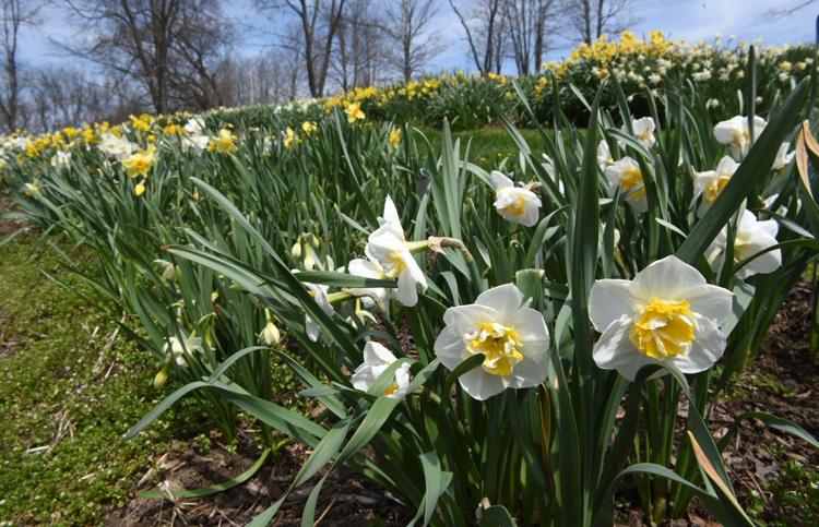 Joseph Hamm's Daffodil Hortus in Washington County is one of the greatest collections of daffodils in the state.