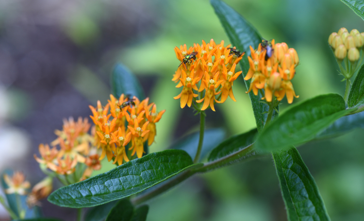 Butterfly weed is a great pollinator plant that helps monarch butterflies and many other insects.