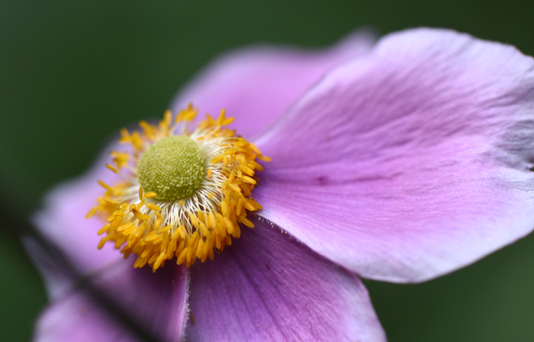 Anemone 'Queen Charlotte' is beautiful and easy to grow, The flowers appear in August and last for six weeks or so.