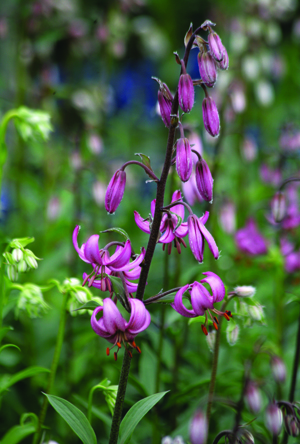 Martagon lilies are the first to bloom and will grow in shade. They are one of Brent Heath's recomendations for spring planting, he's owner of Brent and Becky's bulb along with his wife Becky. Planting summer bulbs can be done right now.