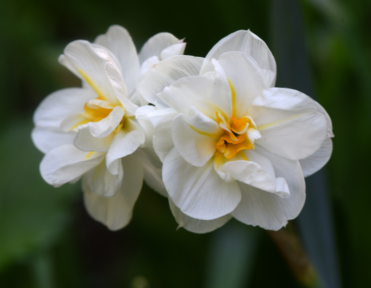 The last daffodil to bloom is a bittersweet sight. Photo by Doug Oster