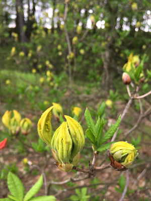 This unnamed yellow azalea is about to bloom in the garden of L.G. (Spike) Walters.