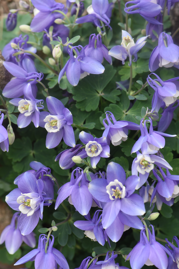 Columbine, Aquilegia flabellata has stunning light purple blooms in the garden cared for the the Allegheny Chapter of the North American Rock Garden Society.