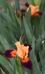'Hot Coals' is a miniature iris that will be sold at the 50th Annual Rock Garden Plant Show and Sale.