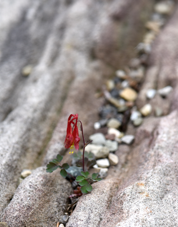 Columbine 'Little Lanterns' sprouted in a crevice of a rock in the rock garden cared for by the Allegheny Chapter of the North American Rock Garden Society.