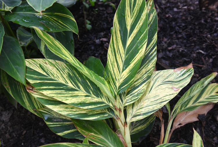 This variegated ginger is one to the tropical plants Frank Pizzi, curator of horticulture and grounds at the Pittsburgh Zoo and PPG aquarium recommends for home gardeners.