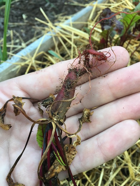 Beet failure by the New Gardener