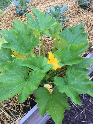 Flowers visible on the squash plant.