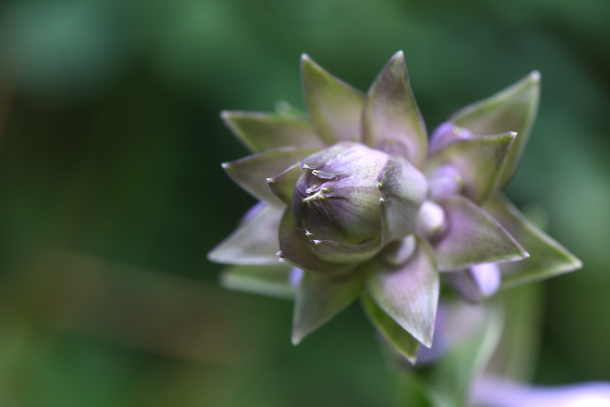 A flowering hosta