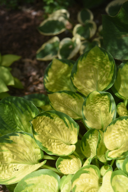 Hostas are one of the favorite plant John Staudacher grows. He is a lifelong gardener who was diagnosed with Parkinson's disease, but he's determined to keep his amazing city garden going strong. He lives in Regent Square a neighborhood of Pittsburgh, Pa.