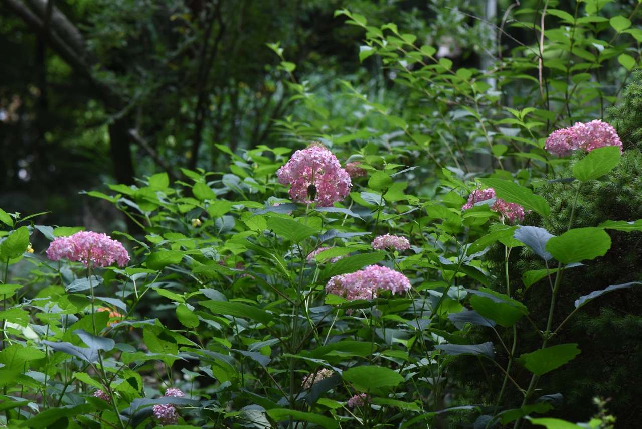This is ‘Invincibelle Spirit,’ an Annabelle type of hydrangea, which is a reliable bloomer.