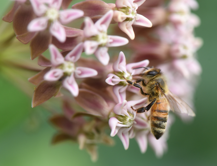 Laurie and David Jones of Gibsonia are working on turning their garden into a Certified Backyard Habitat, a program offered by the Audubon Society of Western Pennsylvania. A honeybee feasts on the flowers of swamp milkweed, it's one of the plants that's also a host plant for monarch butterflies.