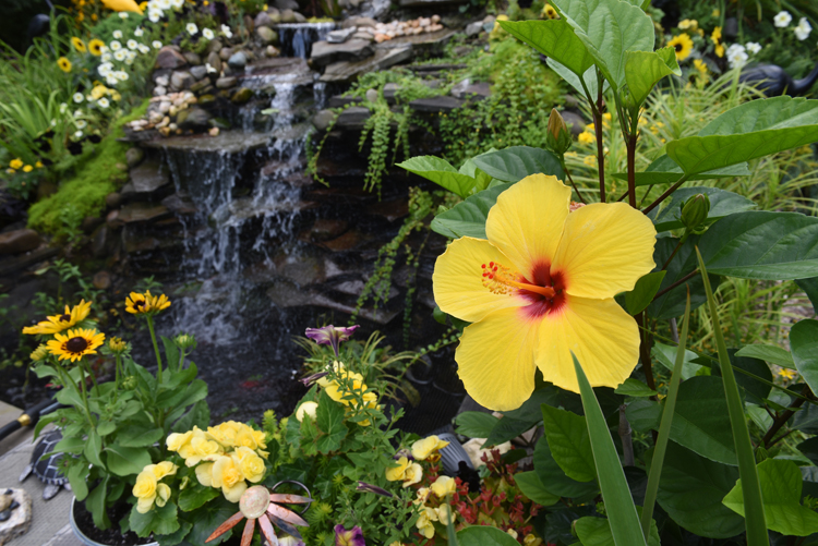 George Kinder created this pond at his Hampton home with the help of his son Jeff who passed away at 27 years old. This year's theme is Pittsburgh Black and Gold. Tropical hibiscus blooms next to the waterfall and pond.
