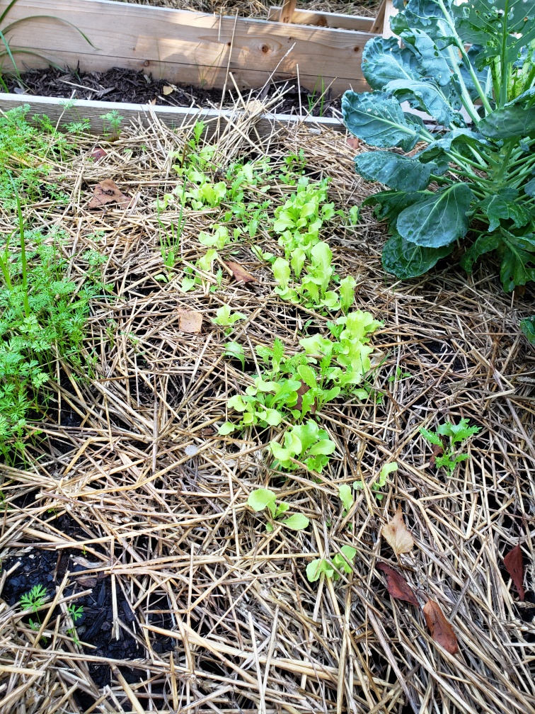 Lettuce growing with carrots