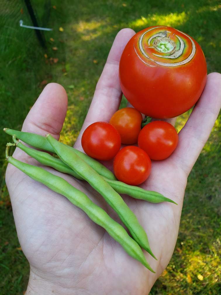 Tomatoes and green beans
