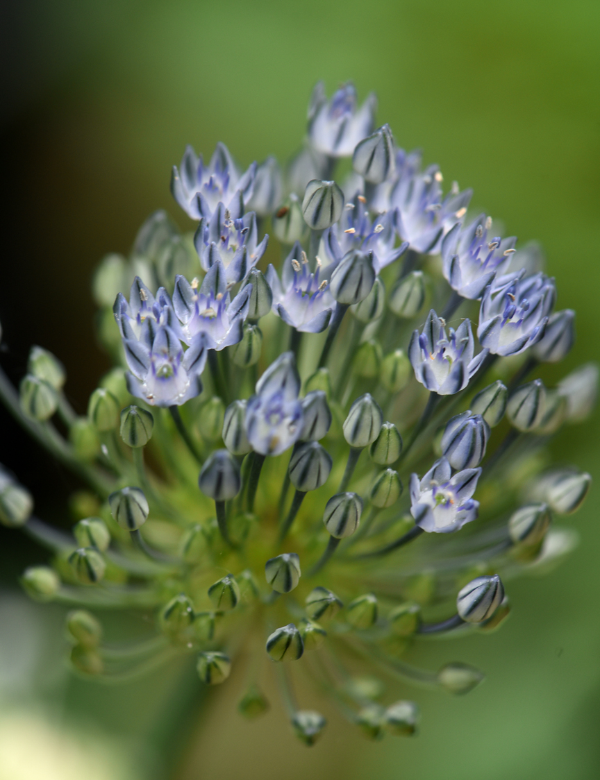 Allium azureum is one of the varieties with blue flowers.