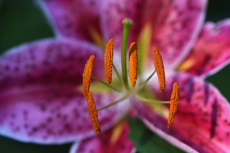'Stargazer' hybrid lily is a winner for its beauty, fragrance and carefree nature. The bulbs can be planted in the fall for summer blooms.