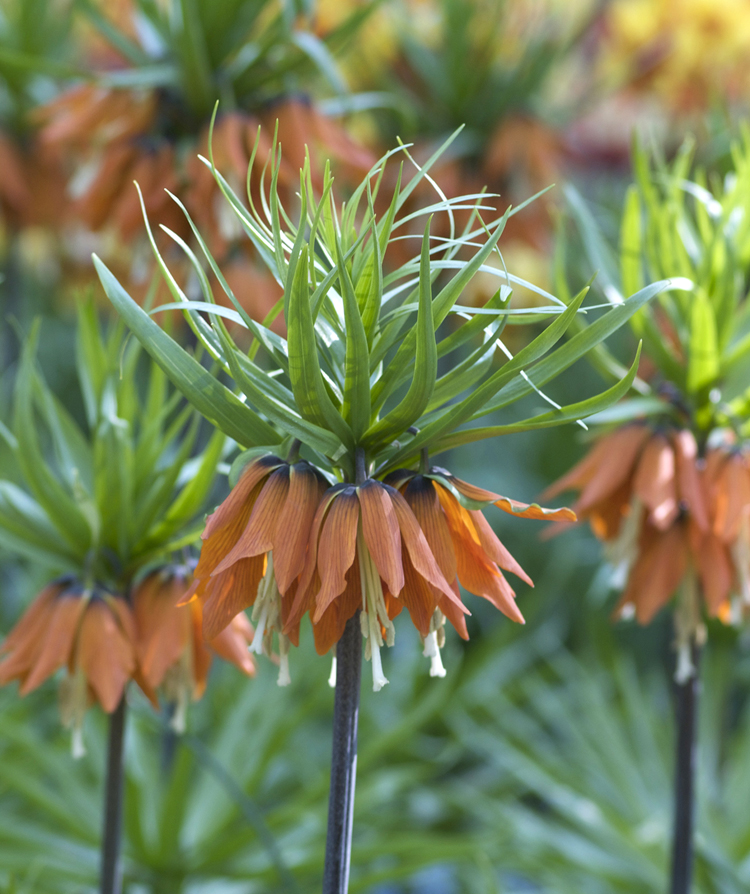 Fritillaria 'Crown Imperial' is one of the many cultivars of the species. The flowers are deer resistant and easy to grow.
