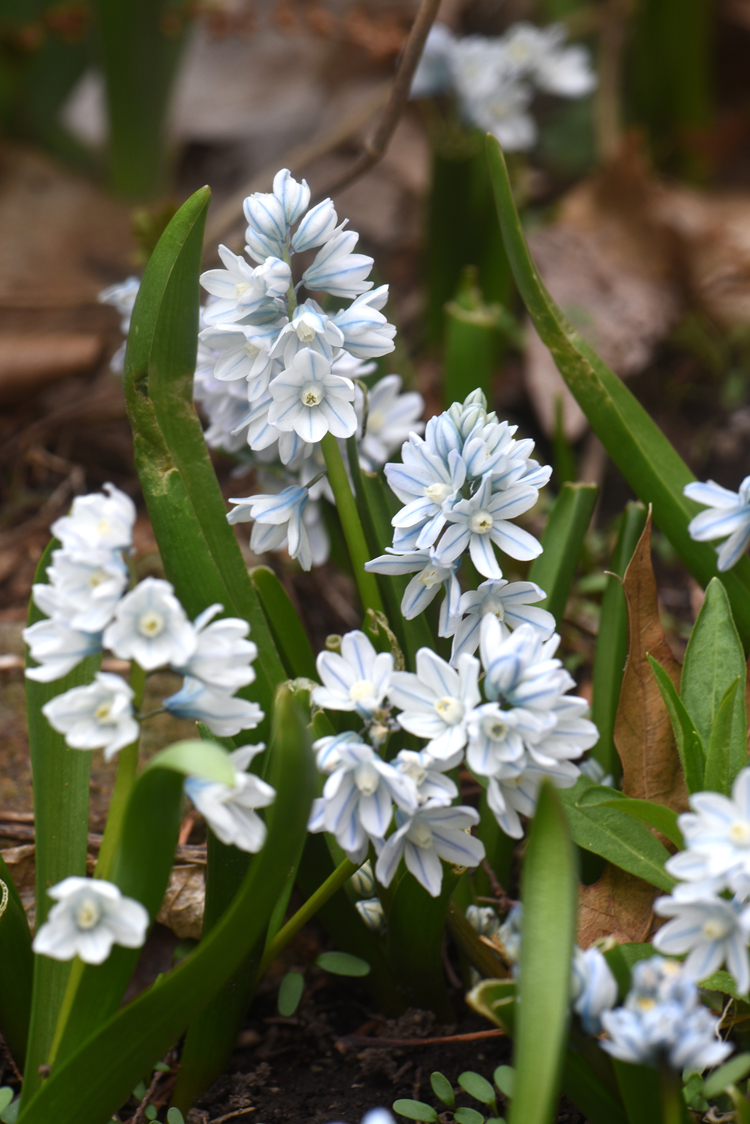 Puschkinia have white flowers with blue stripes and will continue to expand through the seasons.